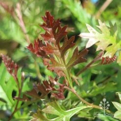 Grevillea Carpet Layer -Australian Plants Online Sales grevillea carpet layer leaf