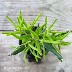 Grevillea Charlie's Angel -Australian Plants Online Sales grevillea charlies angel leaf 1