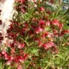 Grevillea Cherry Ripe -Australian Plants Online Sales grevillea cherry ripe 500 1