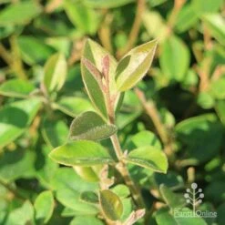 Grevillea Deua Flame 27 Grevillea Deua Flame -Australian Plants Online Sales grevillea deua flame foliage