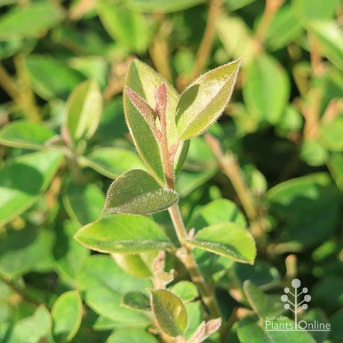 Grevillea Deua Flame 12 Grevillea Deua Flame - Image 10