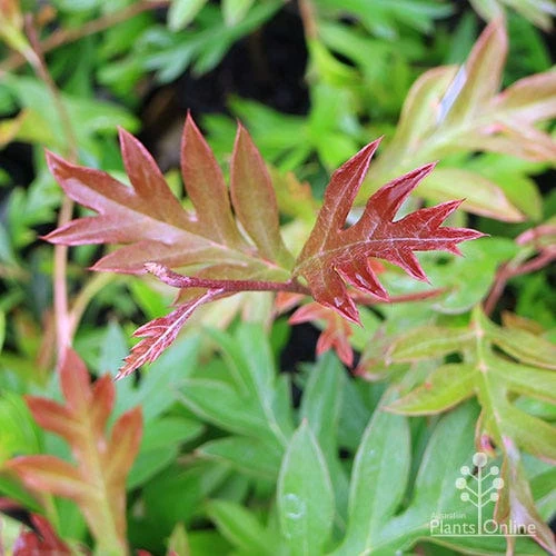 Grevillea Gaudichaudii 7 Grevillea Gaudichaudii - Image 5