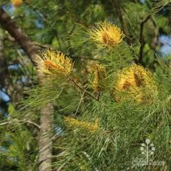 Grevillea Honey Gem 23 Grevillea Honey Gem -Australian Plants Online Sales grevillea honey gem nursery