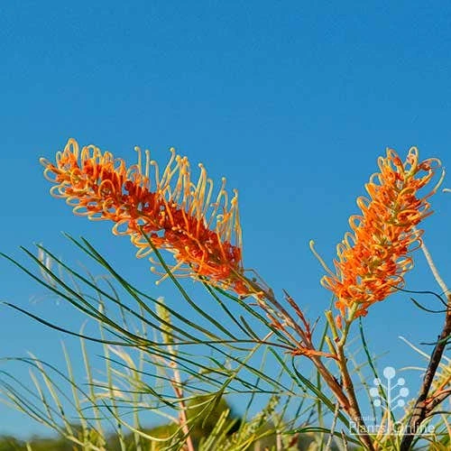 Grevillea Honey Gem 19 Grevillea Honey Gem - Image 17