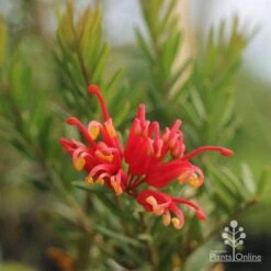Grevillea Knockout -Australian Plants Online Sales grevillea knockout flower