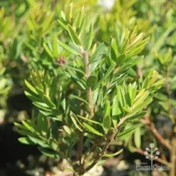 Grevillea Knockout -Australian Plants Online Sales grevillea knockout foliage