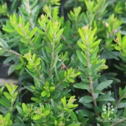 Grevillea Knockout -Australian Plants Online Sales grevillea knockout foliage 1