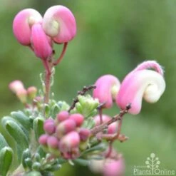 Grevillea Lanigera Mt Tamboritha -Australian Plants Online Sales grevillea lanigera mt tamboritha flower close apo