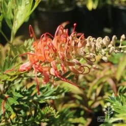 Grevillea Little Robyn -Australian Plants Online Sales grevillea little robyn sunshine