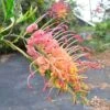 Grevillea Loopy Lou