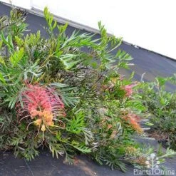 Grevillea Loopy Lou -Australian Plants Online Sales grevillea loopy lou whole