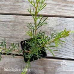 Grevillea Mini Marvel -Australian Plants Online Sales grevillea mini marvel tubestock