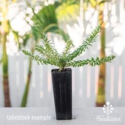 Grevillea Lanigera Mt Tamboritha -Australian Plants Online Sales grevillea mttamboritha tube
