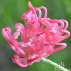 Grevillea Pink Pearl -Australian Plants Online Sales grevillea pink pearl close 2 apo 1
