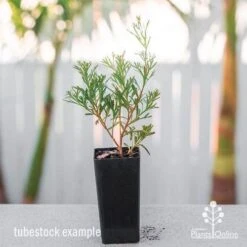 Grevillea Red Wings -Australian Plants Online Sales grevillea red wings tube