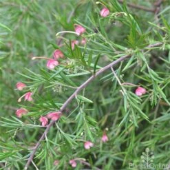 Grevillea Liliane -Australian Plants Online Sales grevillea lilliane stem