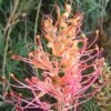 Grevillea Superb 2 Grevillea Superb -Australian Plants Online Sales grevillea superb flower sml mature