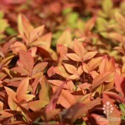 Nandina Gulf Stream 21 Nandina Gulf Stream -Australian Plants Online Sales gulf stream foliage