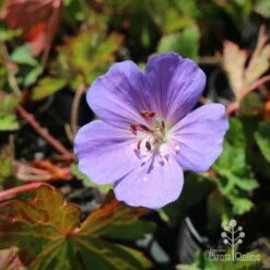 Geranium Rozanne -Australian Plants Online Sales hardy geranium rozanne
