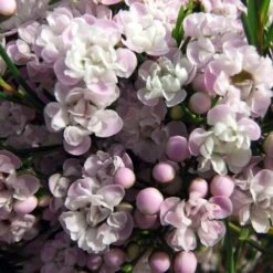 Chamelaucium Dancing Queen - Waxflower -Australian Plants Online Sales helix dancing queen
