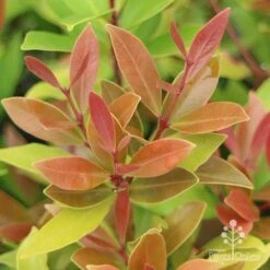 Acmena Hemilampra - Blush Satinash 22 Acmena Hemilampra - Blush Satinash -Australian Plants Online Sales hemilampra leaf colour