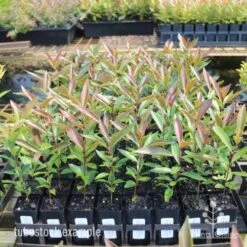 Acmena Hemilampra - Blush Satinash 27 Acmena Hemilampra - Blush Satinash -Australian Plants Online Sales hemilampra tubestocks