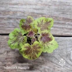 Heucherella Solar Eclipse - Foamy Bells 24 Heucherella Solar Eclipse - Foamy Bells -Australian Plants Online Sales heuchera solar eclipse 1