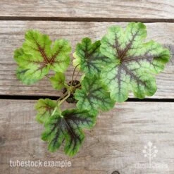 Heucherella Tapestry - Foamy Bells 17 Heucherella Tapestry - Foamy Bells -Australian Plants Online Sales heucherella tapestry 1