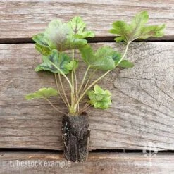 Heucherella Tapestry - Foamy Bells 25 Heucherella Tapestry - Foamy Bells -Australian Plants Online Sales heucherella tapestry 2 edited