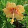 Hibiscus Popsicle -Australian Plants Online Sales hibiscus popsicle stamens