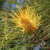 Grevillea Honey Gem 2 Grevillea Honey Gem -Australian Plants Online Sales honey gem grevillea nursery