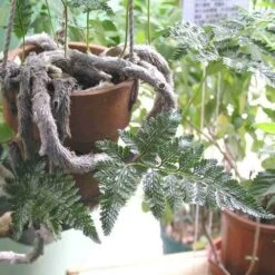 Humata - Rabbit's Foot Fern -Australian Plants Online Sales humata tyermanni flickr nhq 500