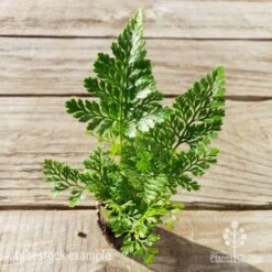 Humata - Rabbit's Foot Fern -Australian Plants Online Sales humata white foot tube top