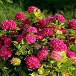 Hydrangea Alpengluhen