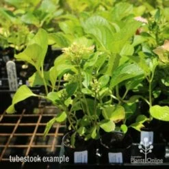 Hydrangea White -Australian Plants Online Sales hydrangea amethyst tube 6