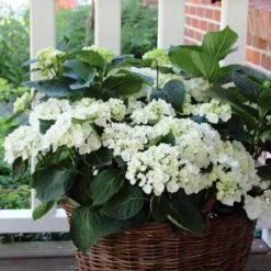 Hydrangea White -Australian Plants Online Sales hydrangea basket 1 1