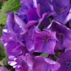 Hydrangea President R Touchard -Australian Plants Online Sales hydrangea touchard close 1