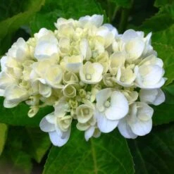 Hydrangea White