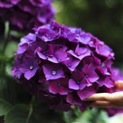 Hydrangea President R Touchard -Australian Plants Online Sales hydrangea touchard