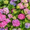 Hydrangea Assorted