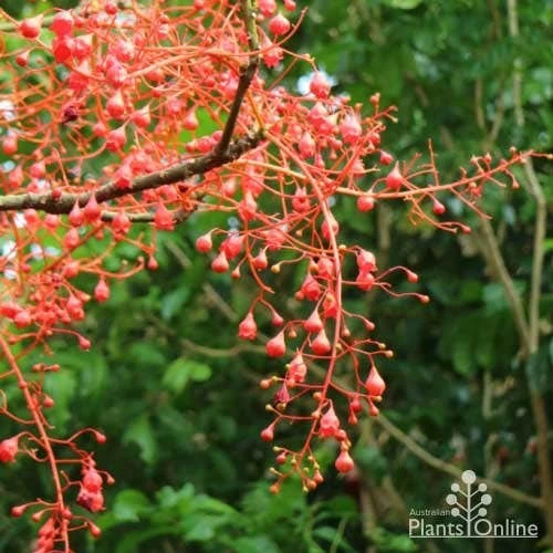 Illawarra Flame Tree - Brachychiton 4 Illawarra Flame Tree - Brachychiton - Image 2