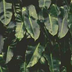 Philodendron Imbe -Australian Plants Online Sales imbe wall