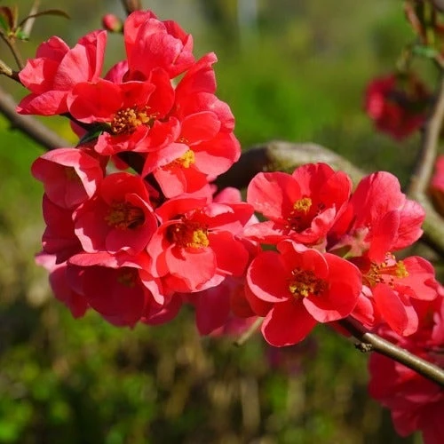 Chaenomeles Winter Cheer - Flowering Quince 3 Chaenomeles Winter Cheer - Flowering Quince