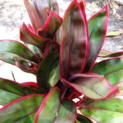 Cordyline Fruticosa John Klass Red -Australian Plants Online Sales jkr 500