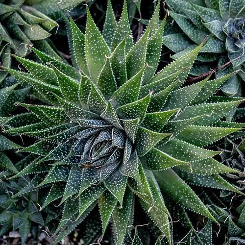 Aloe Aristata - Lace Aloe - Succulent 9 Aloe Aristata - Lace Aloe - Succulent - Image 7