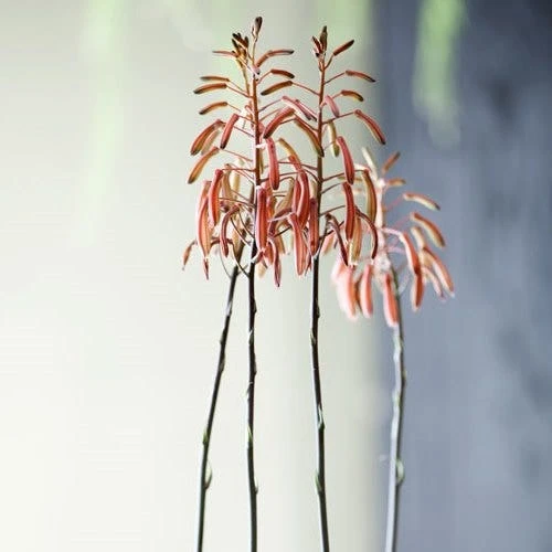 Aloe Aristata - Lace Aloe - Succulent 5 Aloe Aristata - Lace Aloe - Succulent - Image 3