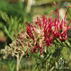 Grevillea Lana Maree -Australian Plants Online Sales lana maree opening 1