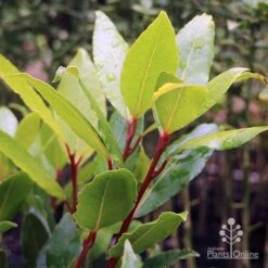 Laurus Nobilis - Bay Tree -Australian Plants Online Sales laurus bay tree red stem