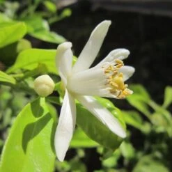 Citrus - Lemon Eureka -Australian Plants Online Sales lemon blossom 500 2