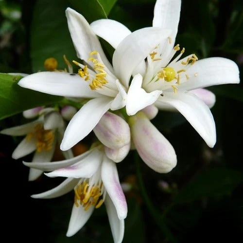 Citrus - Lemon Lisbon 10 Citrus - Lemon Lisbon - Image 8